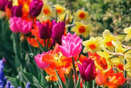 Spring Detox Kit
